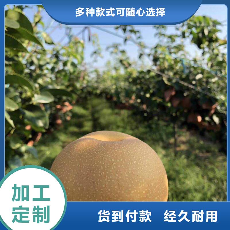 梨毛桃苗多年实力厂家