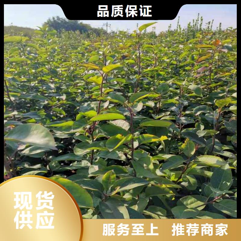 梨_梨树苗基地实力见证
