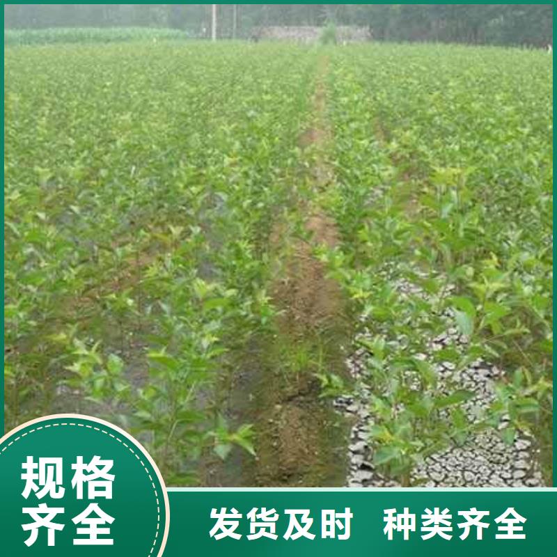 梨梨树苗基地用心做产品