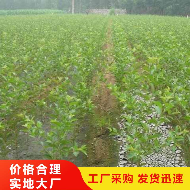 秋月梨树苗几年结果