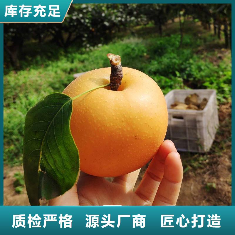 梨十四号桃树苗免费获取报价