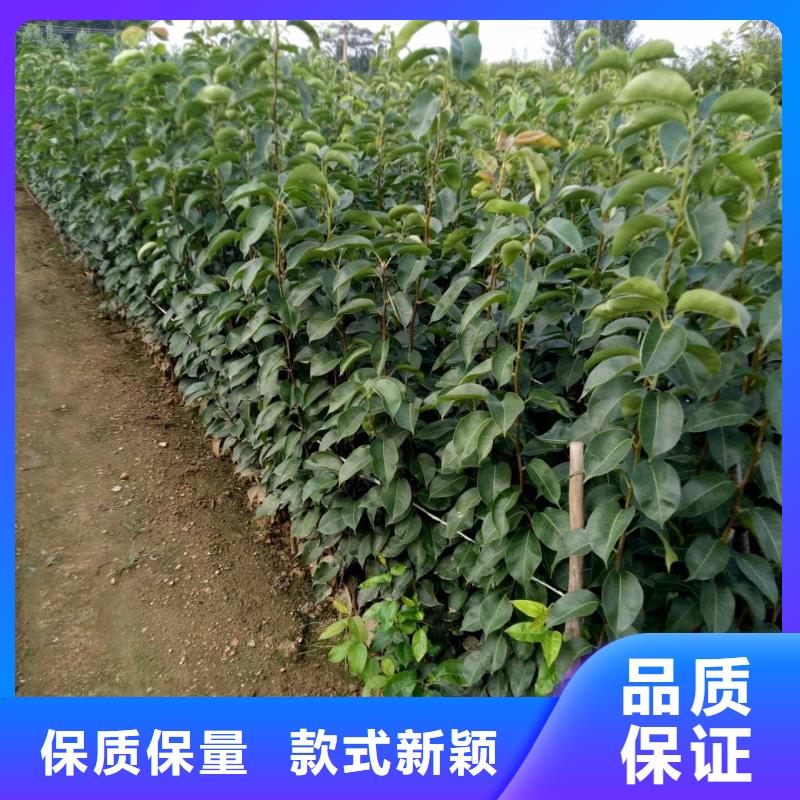 秋月梨树苗几年结果