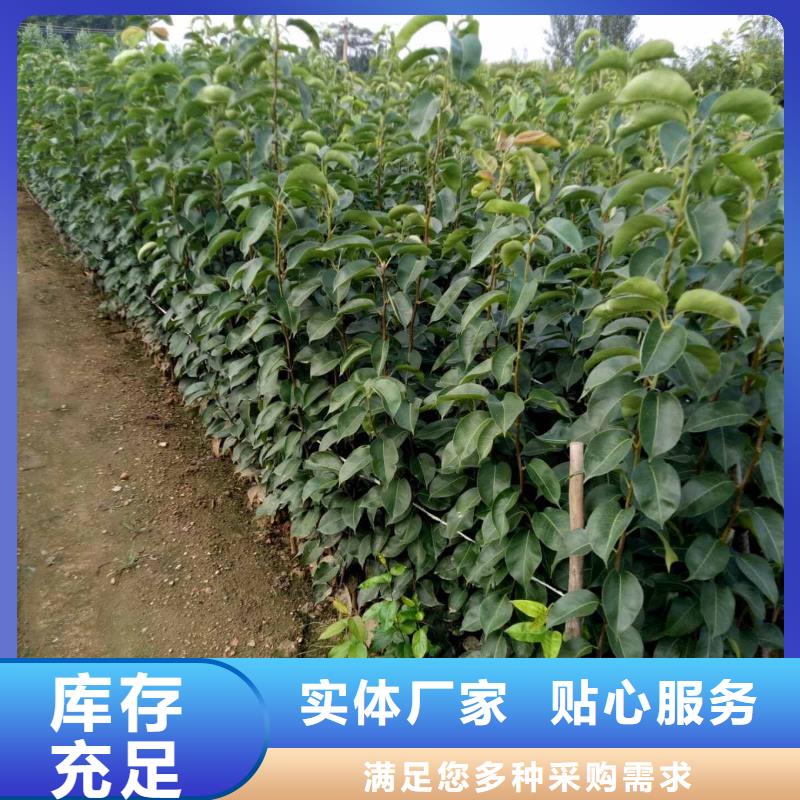 梨毛桃苗多年实力厂家