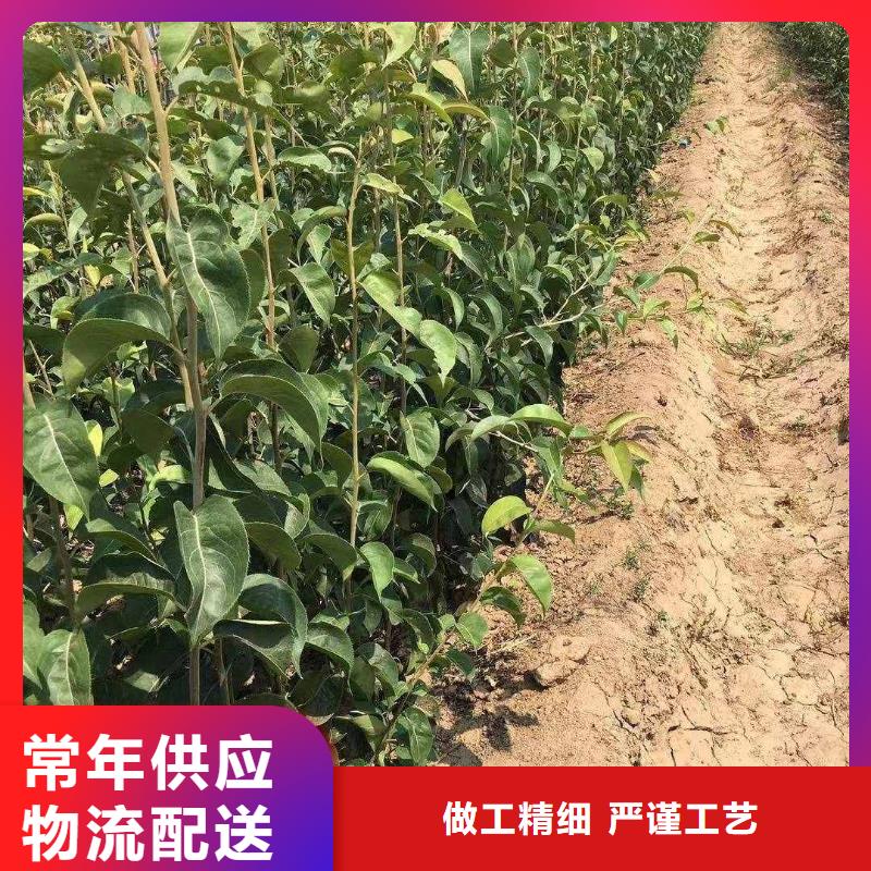 梨新梨7号梨树苗生产型