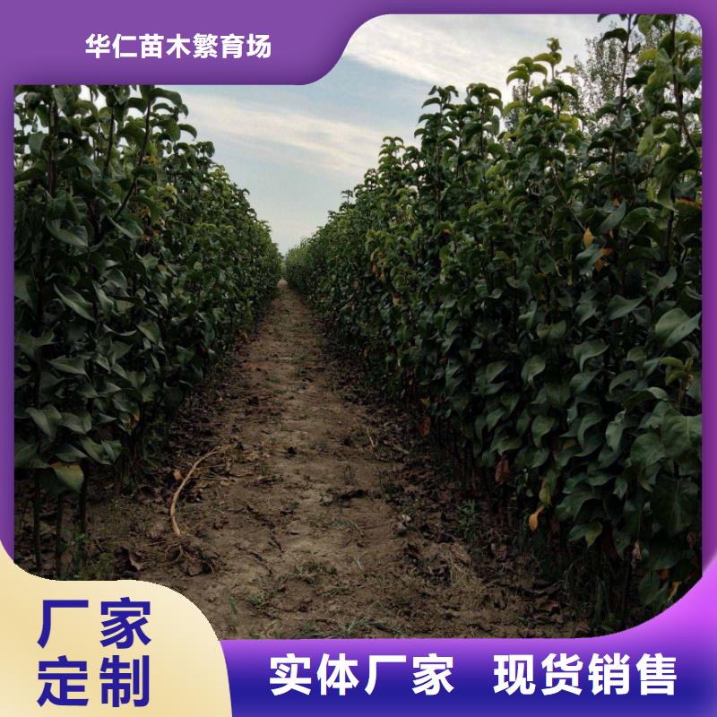 秋月梨树苗几年结果