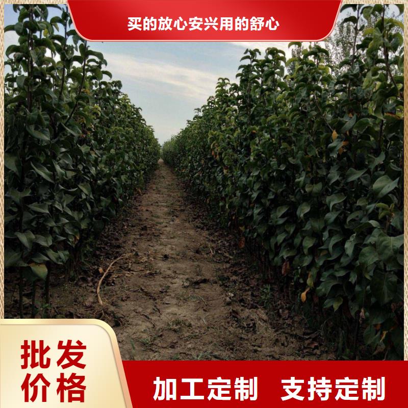 梨毛桃苗源头工厂