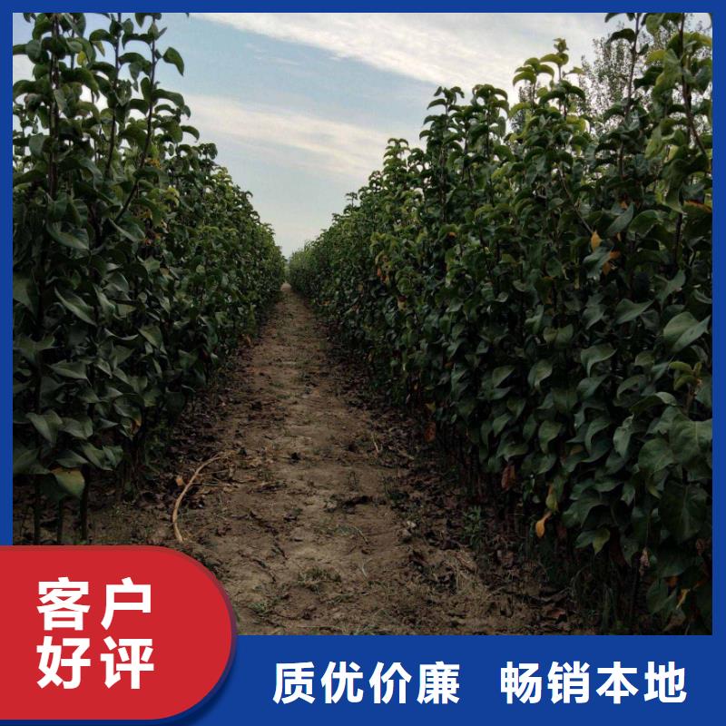 梨新梨7号梨树苗生产型