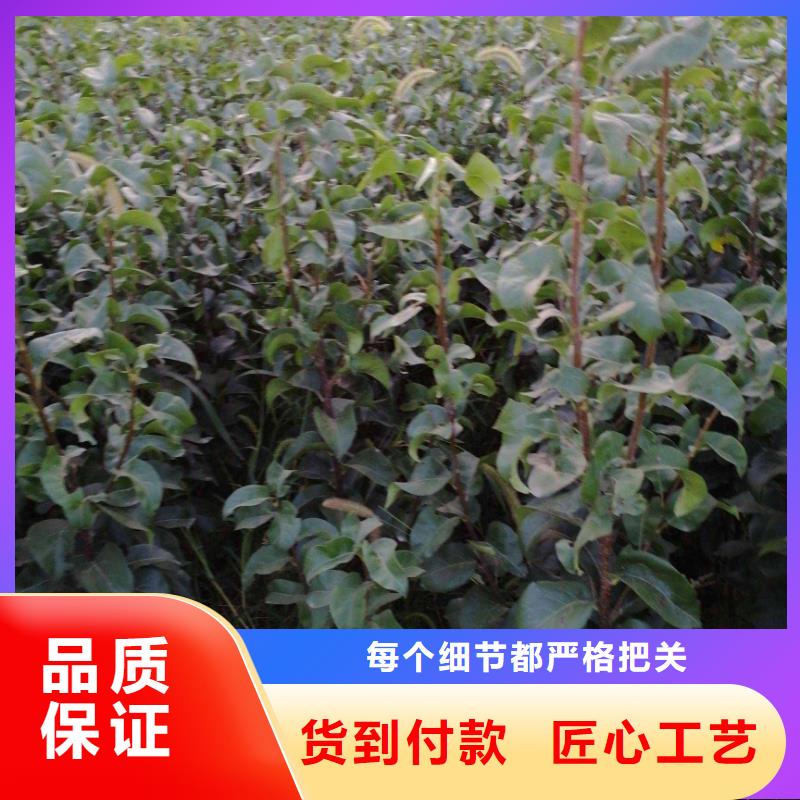 梨新梨7号梨树苗生产型