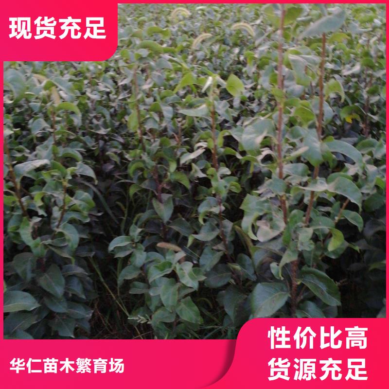 梨毛桃苗源头工厂