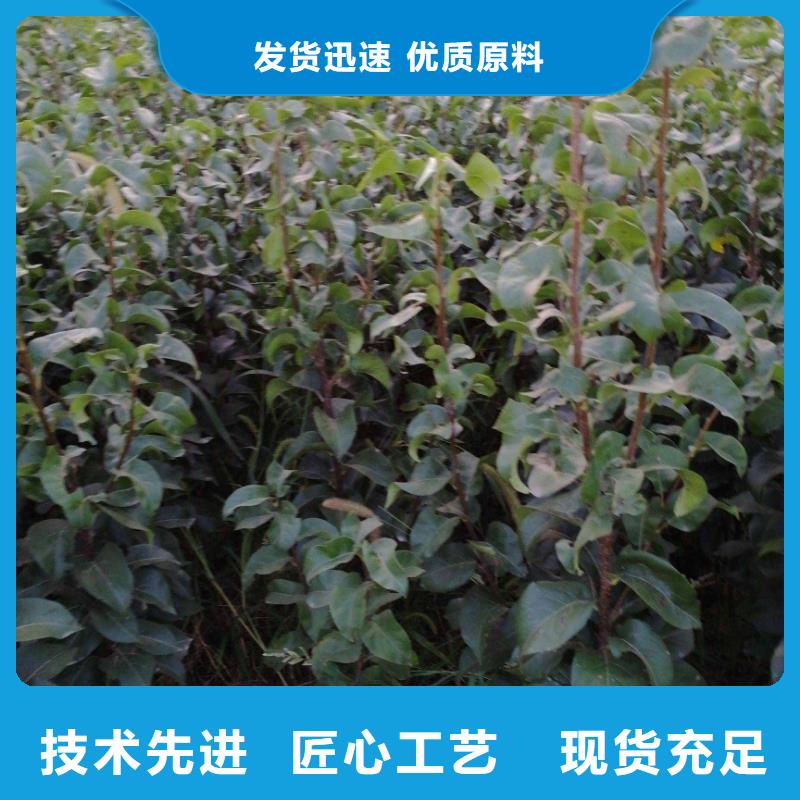 梨玉露香梨树苗源头直供