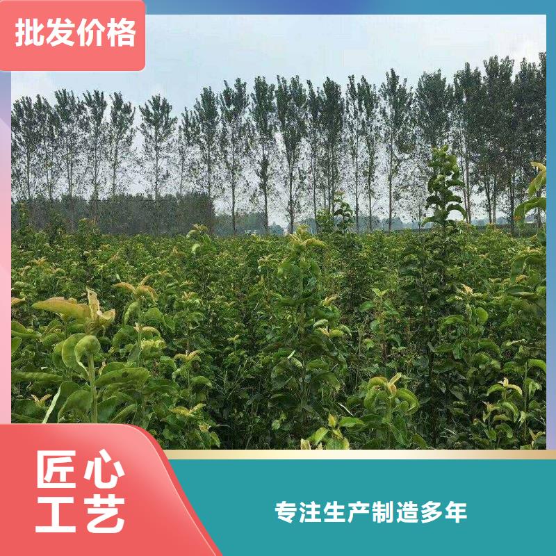 秋月梨树苗几年结果