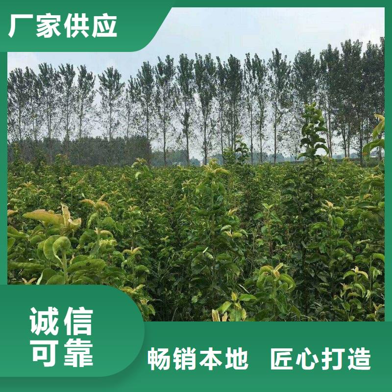 梨梨树苗基地用心做产品
