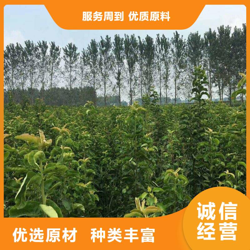 梨红香酥梨树苗库存充足