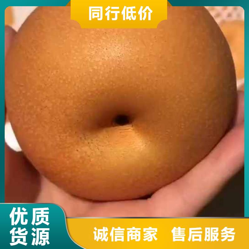 梨毛桃苗源头工厂