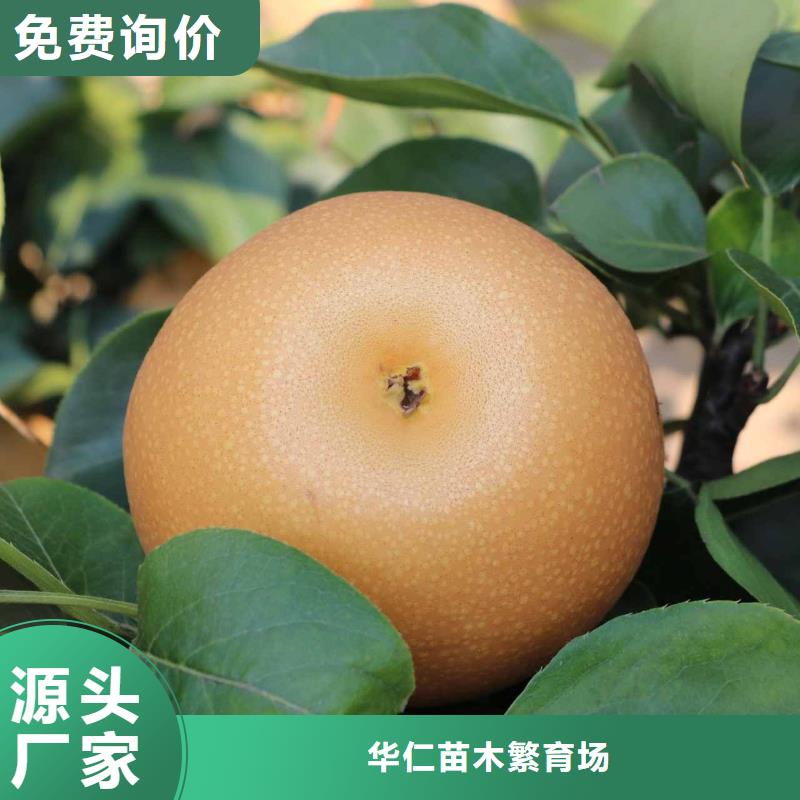 梨毛桃苗源头工厂