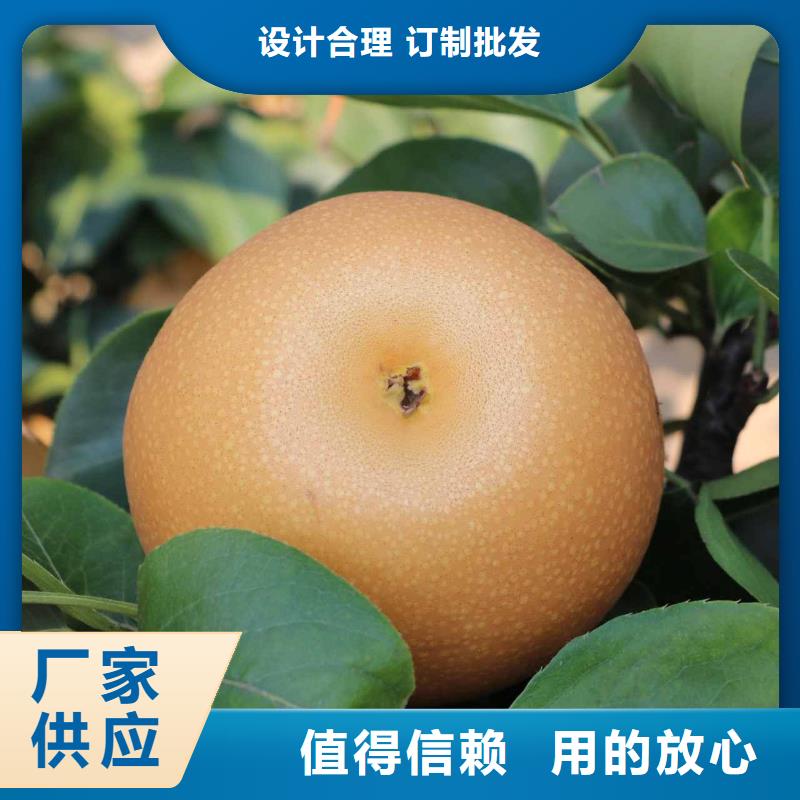 梨玉露香梨树苗源头直供