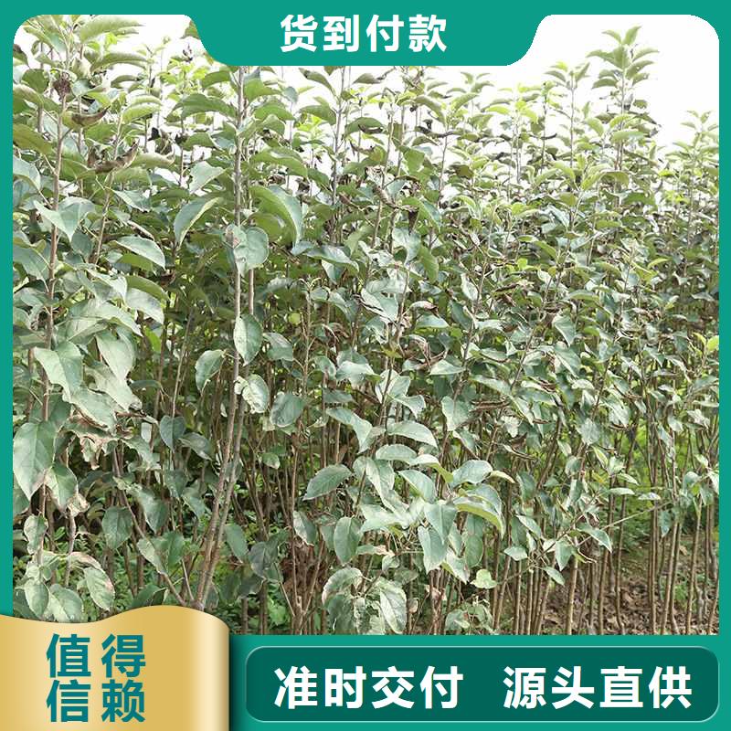 梨毛桃苗多年实力厂家