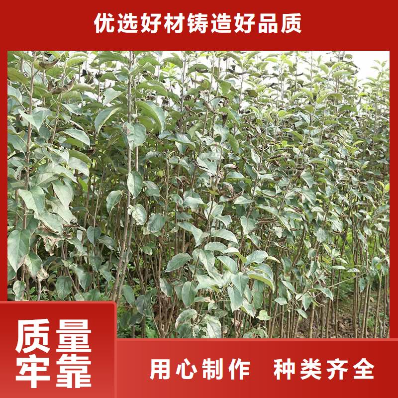 秋月梨树苗几年结果