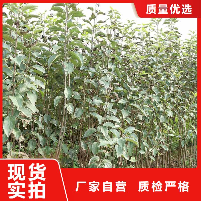 梨毛桃苗源头工厂