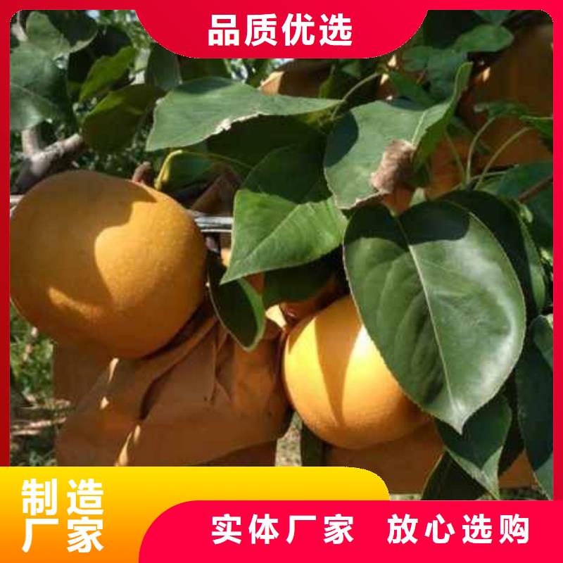 梨毛桃苗多年实力厂家