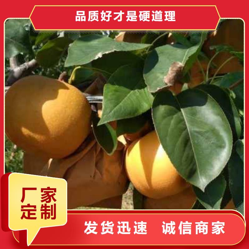 梨毛桃苗源头工厂