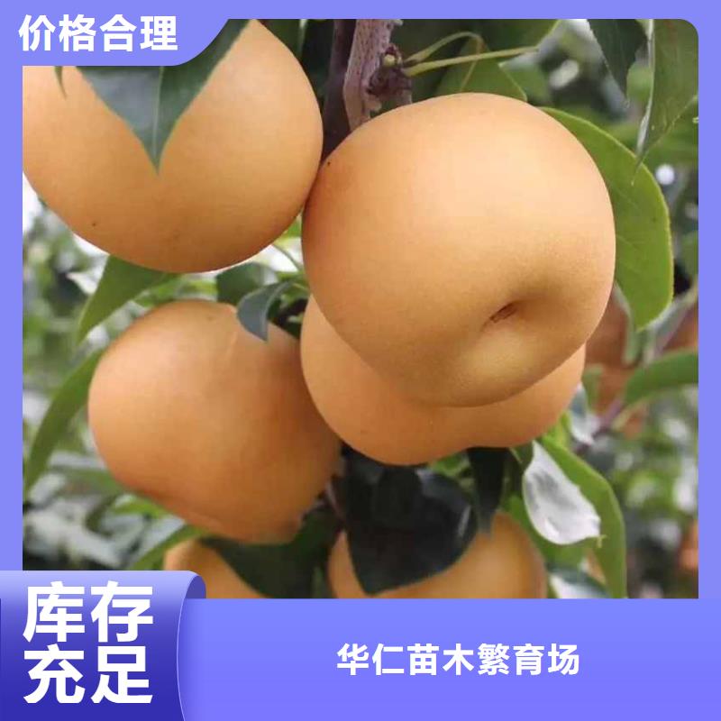 秋月梨苗哪里的价格低