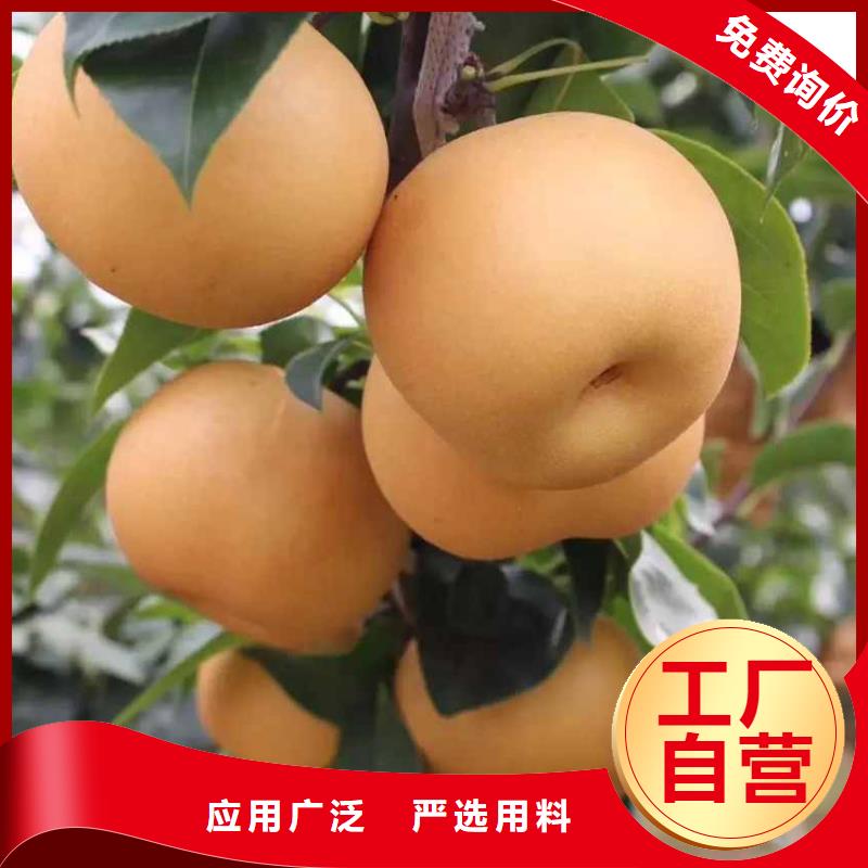 梨毛桃苗源头工厂