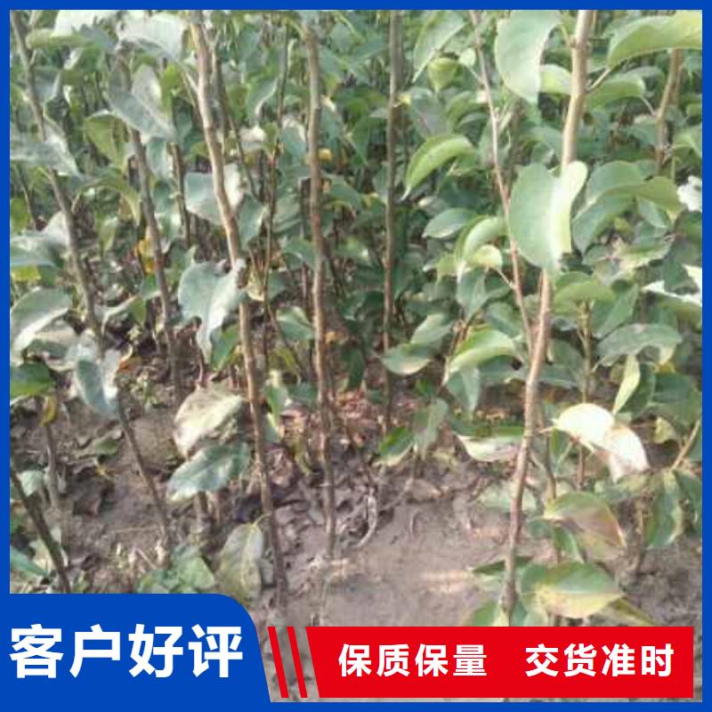 秋月梨树苗几年结果