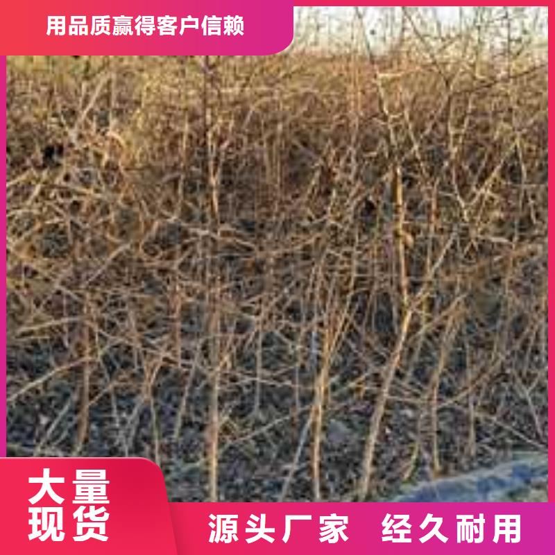 杜梨黄冠梨树苗实拍品质保障