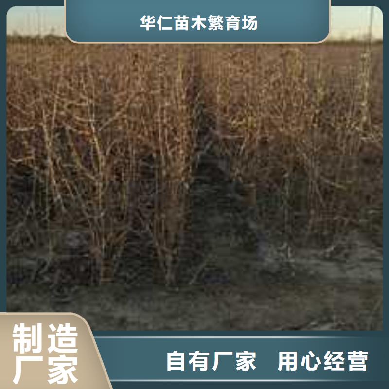 杜梨黄冠梨树苗实拍品质保障