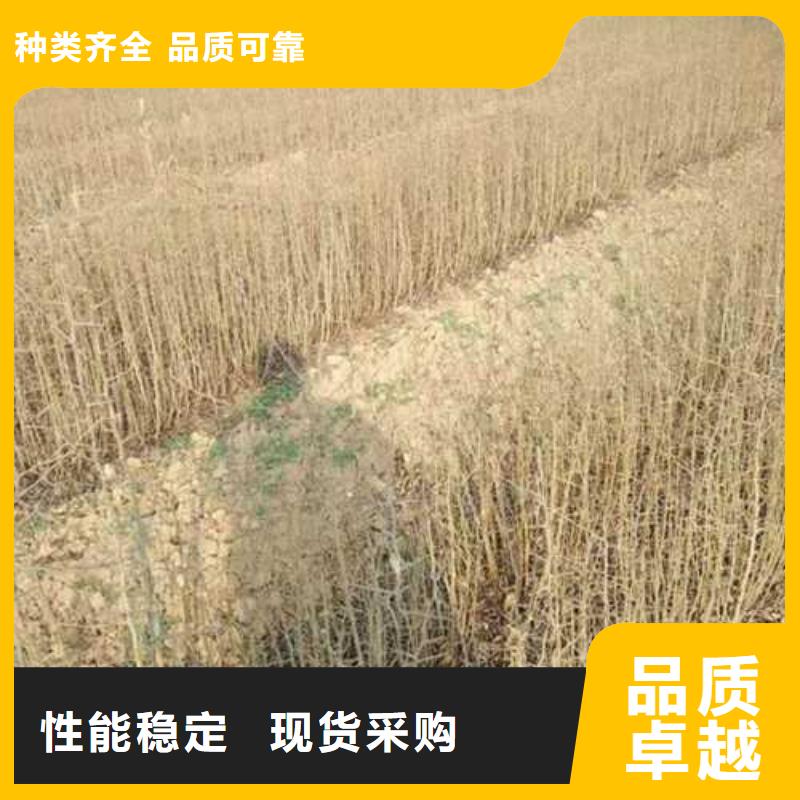 杜梨黄冠梨树苗实拍品质保障