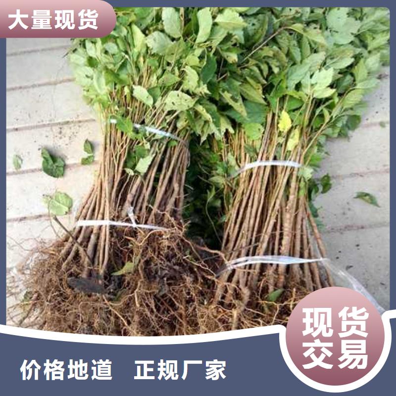 杜梨黄冠梨树苗量大更优惠