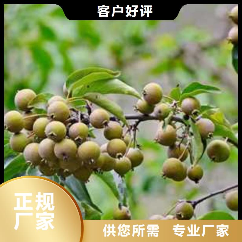 杜梨黄冠梨树苗实拍品质保障