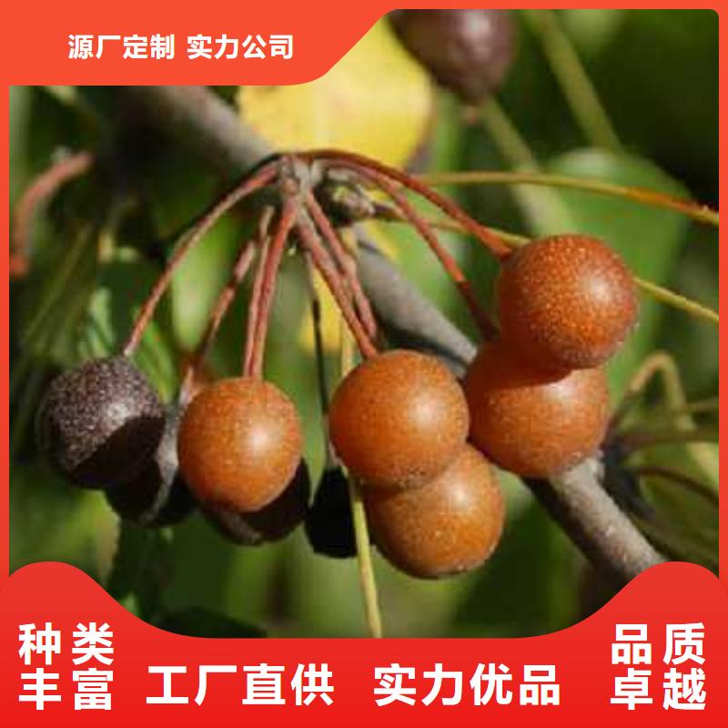杜梨黄冠梨树苗量大更优惠