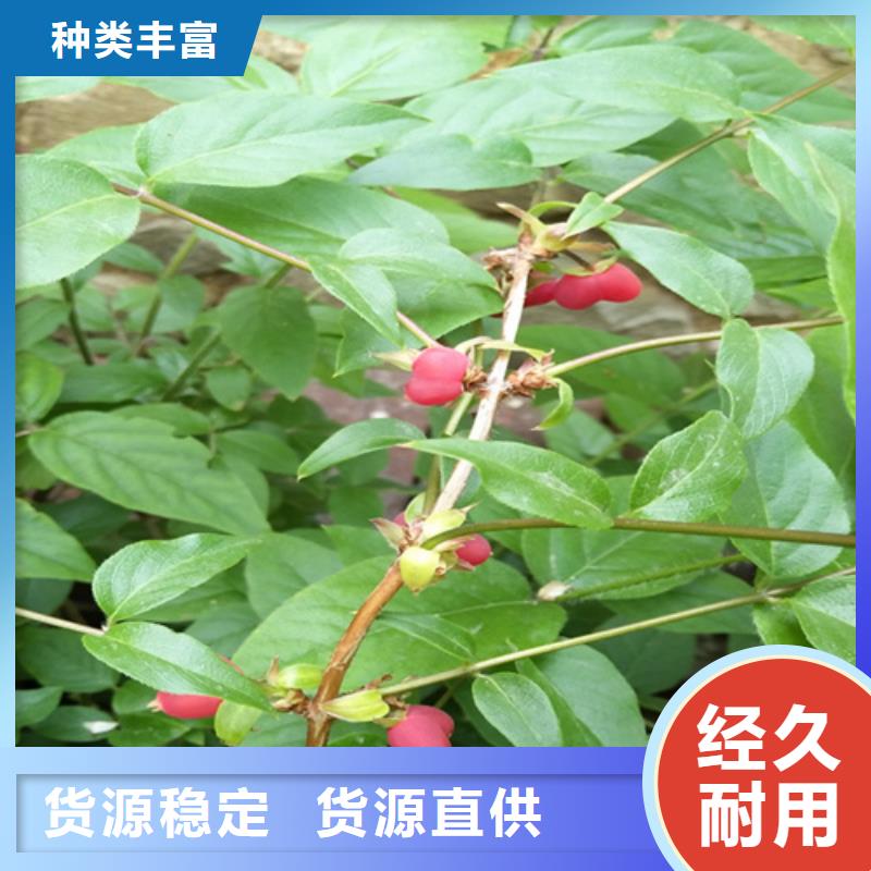 爱情果苗量多优惠