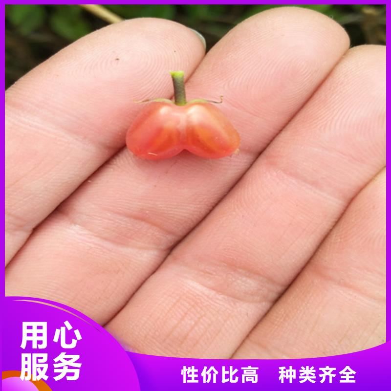 爱情果苗量多优惠