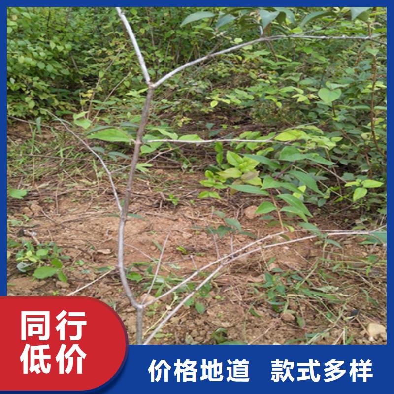 爱情果苗量多优惠