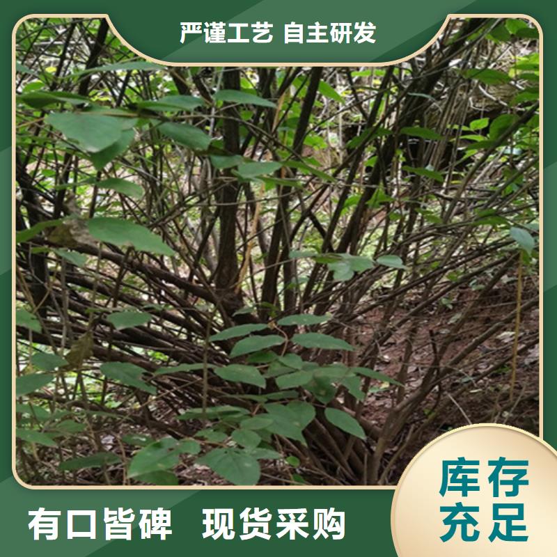 杈杷果苗规格
