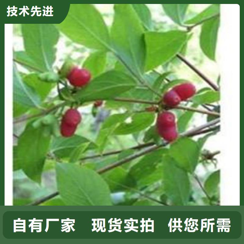 杈杷果树苗经济效益