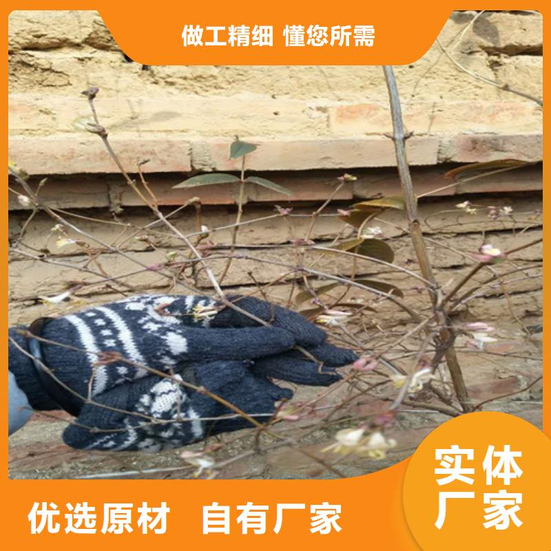 爱情果苗量多优惠