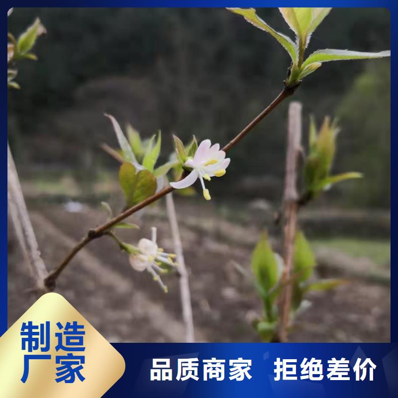 杈杷果苗规格