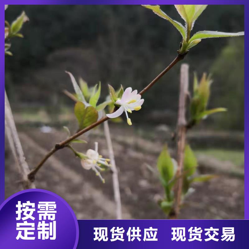 健身果苗种植基地