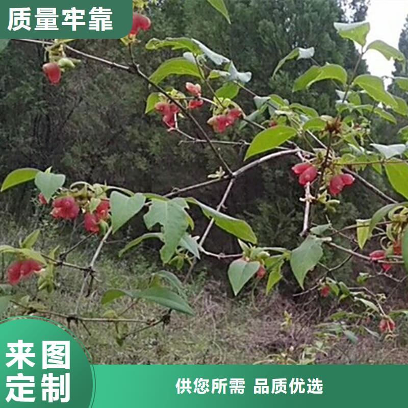 杈杷果苗现挖苗现发货