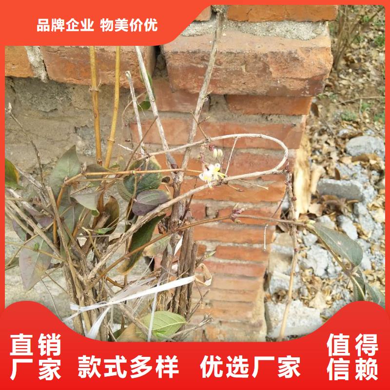杈杷果苗现挖苗现发货