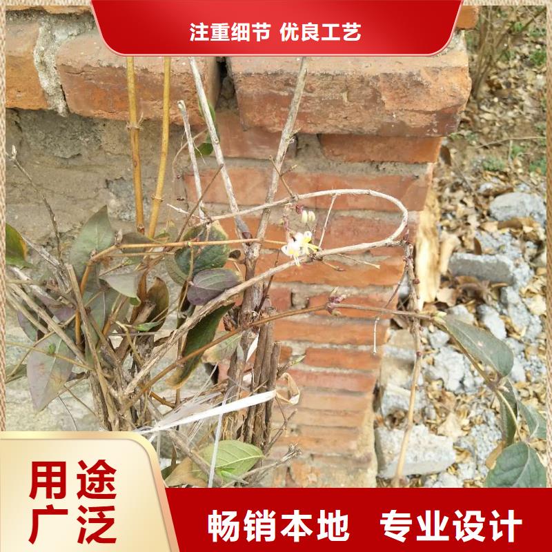 健身果苗种植基地