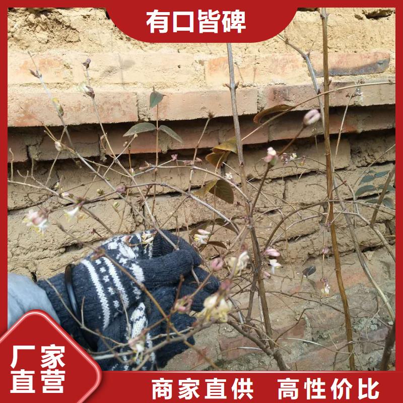 杈杷果树苗经济效益