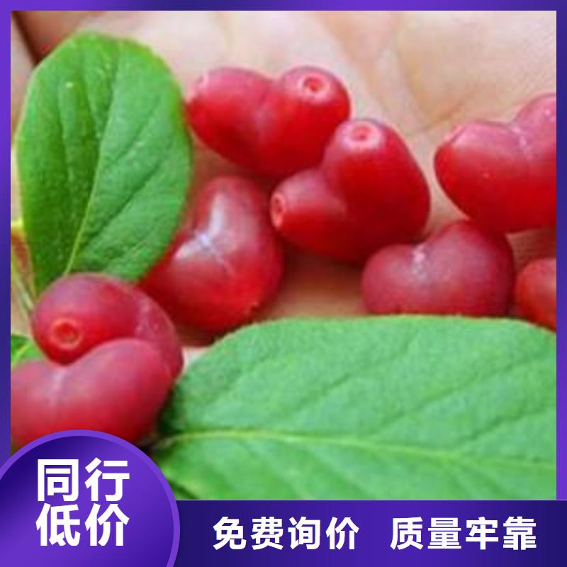 杈杷果苗规格