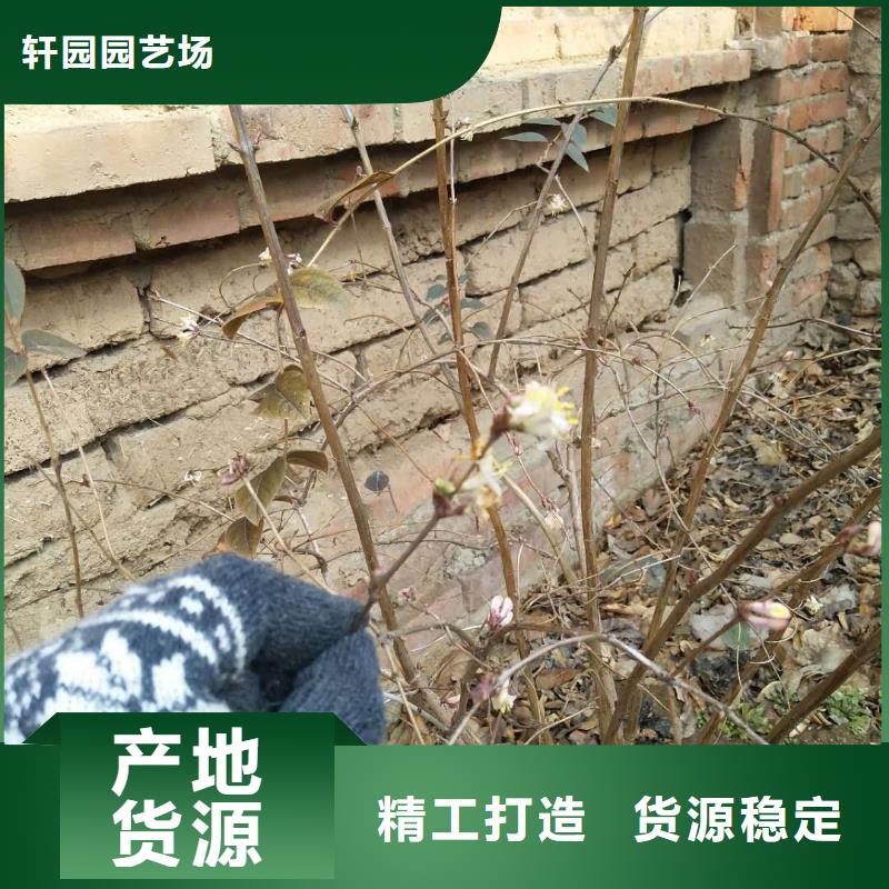 爱情果苗怎么卖批发零售