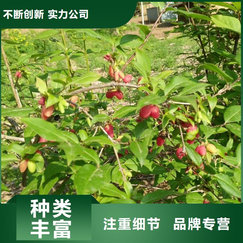 爱情果苗量多优惠