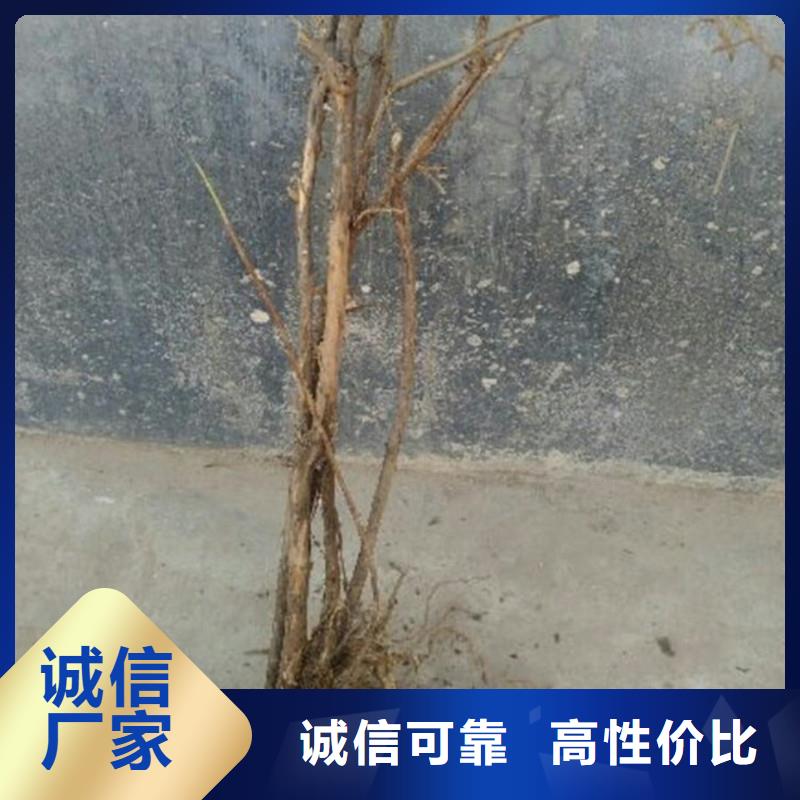 杈杷果苗规格